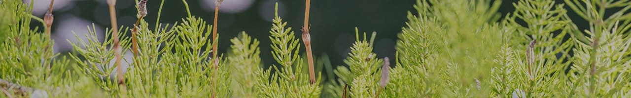 サイトのご利用について